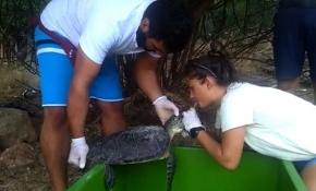 Deniz kaplumbağası kalp masajı ve suni solunumla hayata döndürüldü