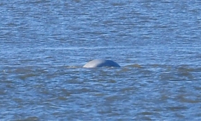 İngiltere'deki Thames Nehri'nde beluga balinası görüldü
