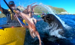 Yeni Zelanda'da fok balığından beklenmedik tepki