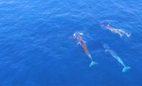 Yem bulmak için iş birliği yapan balinalar görüntülendi