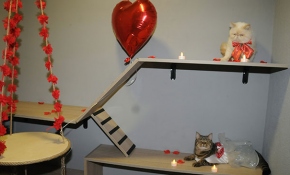 Oyun alanları, özel odalarıyla Bursa'nın 5 yıldızlı kedi oteli