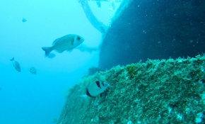 Deniz canlılarının yuvası: İnönü vapuru