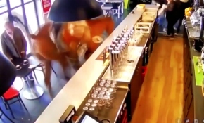 Fransa'da kafeye dalan at ortalığı birbirine kattı