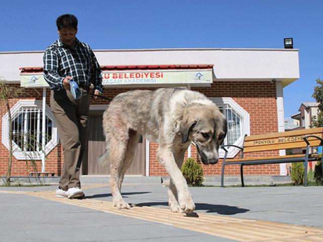 Ölüme terk edilen köpek görme engellilere rehberlik yapıyor