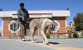 Ölüme terk edilen köpek görme engellilere rehberlik yapıyor