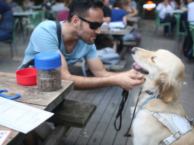 Görme engellilerin gören gözleri: Rehber köpekler