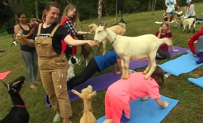 ABD'de yeni akım: Keçi Yogası