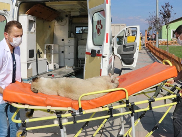 Bolu'da tam donanımlı hayvan ambulansı sokak hayvanlarına hizmet veriyor