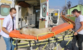 Bolu'da tam donanımlı hayvan ambulansı sokak hayvanlarına hizmet veriyor