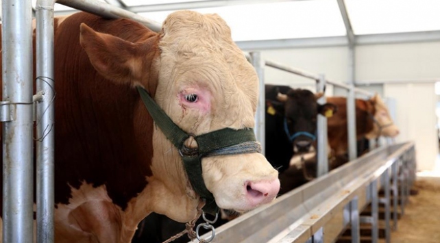 Yurt dışından gelen hayvanlarda şarbon çıkmadı