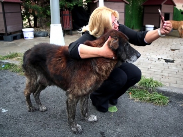 Yedikule Hayvan Barınağındaki canlılar saygı, sevgi ve sıcak bir yuva bekliyor