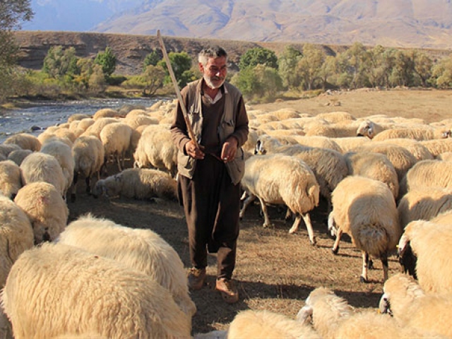 Şanlıurfalı çoban zorlu koşullarda ekmek parasını kazanmaya çalışıyor