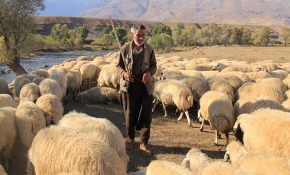 Şanlıurfalı çoban zorlu koşullarda ekmek parasını kazanmaya çalışıyor