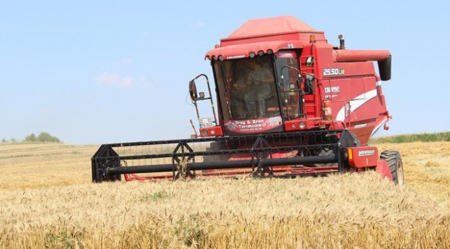 Edirne'de çeltik hasadına yeniden başlandı