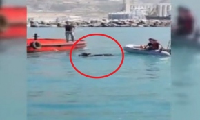 Denize düşen angus yüzerek kaçmaya çalıştı