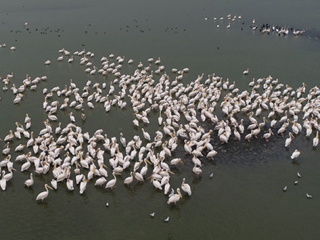 Güneye göç eden ak pelikanlar havadan görüntülendi