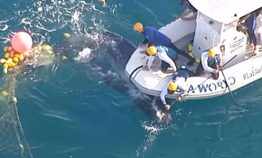 2 saat süren çalışmadan sonra yavru balina takıldığı ağlardan kurtarıldı
