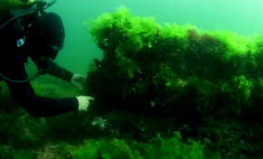 İstanbul'un kayıp adası: Vordonisi