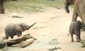 Bebek filler dünyaya ayak uyduruyor