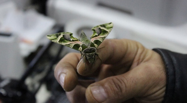 Ender rastlanan "mekik kelebeği" İstanbul'da bulundu
