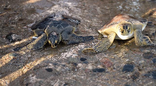 Mersin'de tedavi edilen deniz kaplumbağaları suyla buluştu