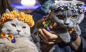 Ankara'da "Kedi Güzellik Festivali" düzenlendi
