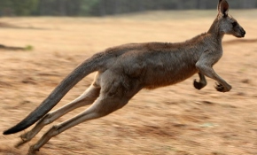2 metrelik dev kanguru kendisini besleyen aileyi dövdü