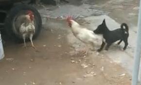 Kavga eden horozları ayırmaya çalışan yavru köpeğin çabası güldürdü