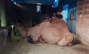 Öfkeli deve sahibini öldürdü