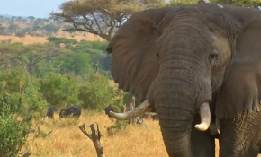 Tanzanya'da hayvanları gözlemlemek için teknoloji kullanılıyor
