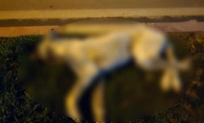 Mardin'de sokak köpeklerini zehirlediler