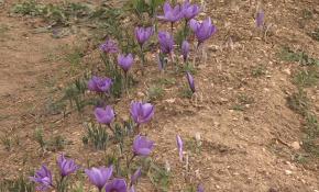 Mor yaprakları ve kırmızı lifleriyle "safran"