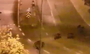 İzmir'de domuzlar şehre indi