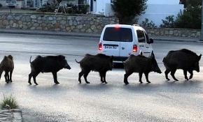 Bodrum'da domuz sürüsü kent merkezine indi