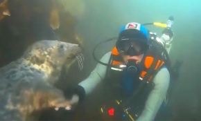 Dalgıcın sevimli su altı arkadaşı "fok" ile eğlenceli anları