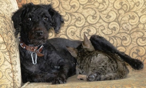 Köpek yavru kediyi emzirip annelik yapıyor