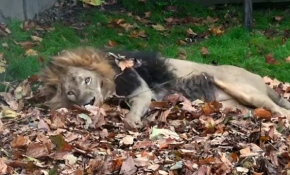 Aslanlar sonbaharın tadını yapraklarda yuvarlanarak çıkarıyor