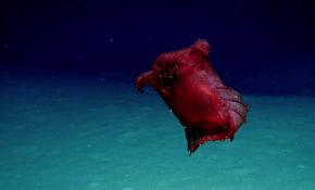 "Başsız tavuk deniz canavarı" Doğu Antarktika'da görüntülendi