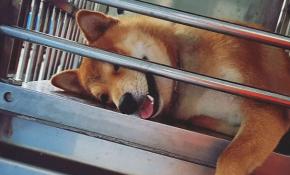 Tayvan'da okula giden köpeklerin heyecanlı servis yolculuğu