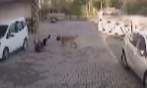 Anneyle kızına sokak köpekleri saldırdı