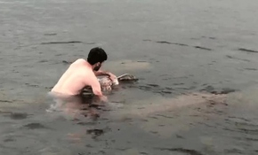 Ordu'da sahte balık yemeye çalışan martı son anda kurtarıldı