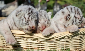 Kırım'da 3 beyaz Bengal kaplanı dünyaya geldi