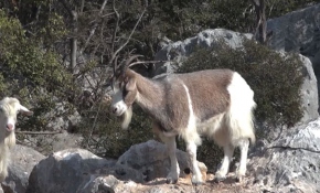 Antalya Aşırlı Adası'nda sadece yaban keçileri yaşıyor