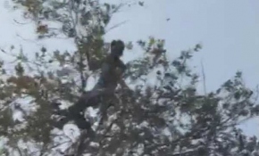 İntihar için çıktığı ağacın dalı kırıldı, hastanelik oldu