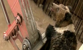 Çin'de hidroelektrik santraline düşen bozayı kurtarıldı