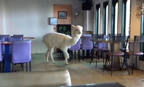 Tayvan'daki kafenin müşterileri alpakalar eşliğinde vakit geçiriyor