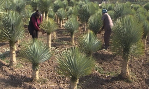 Dünyanın dört bir yanından bitki topladı, Urla'da botanik bahçesi kurdu