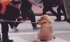 Süpürgesiyle sokak köpeğine hem masaj yaptı hem temizledi