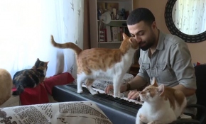 Kedisever piyanist piyano dersi vererek kedileri tedavi ettiriyor