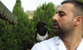 Saksağan kendisini tedavi eden veterinerden ayrılamıyor